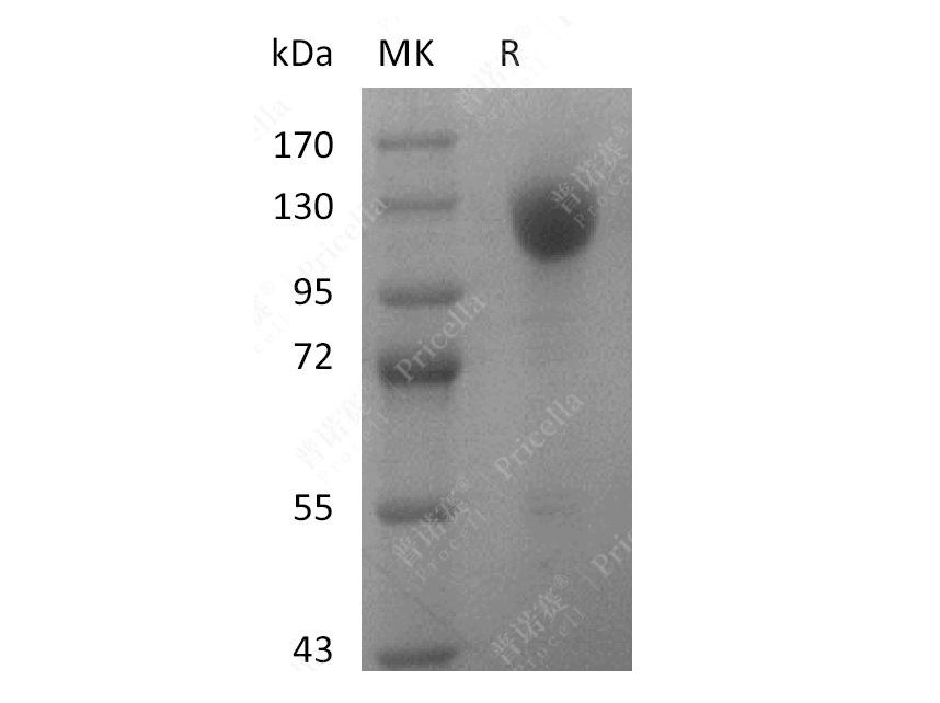 Wnt-3a, Human, Recombinant