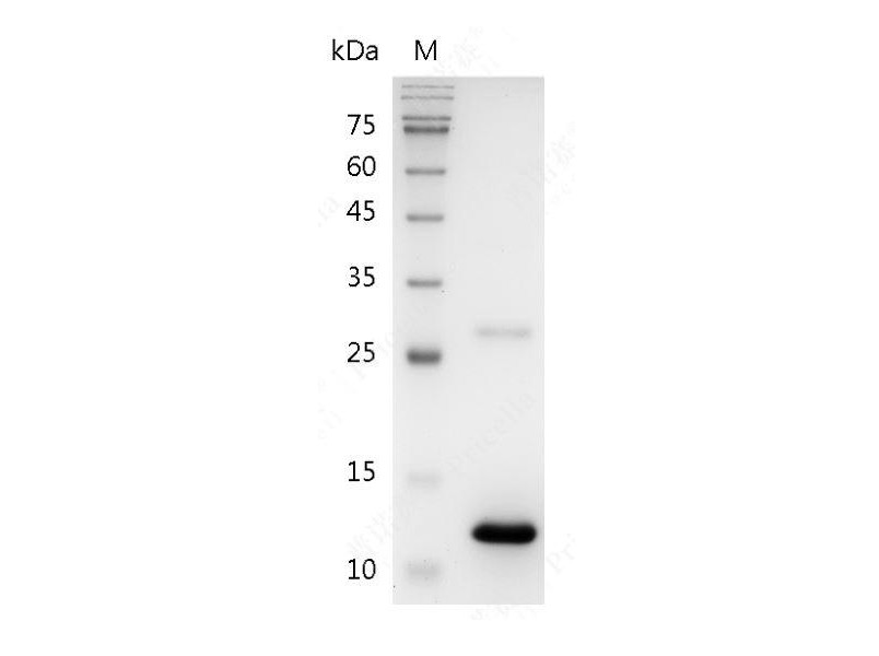 BMP-7, Human, Recombinant