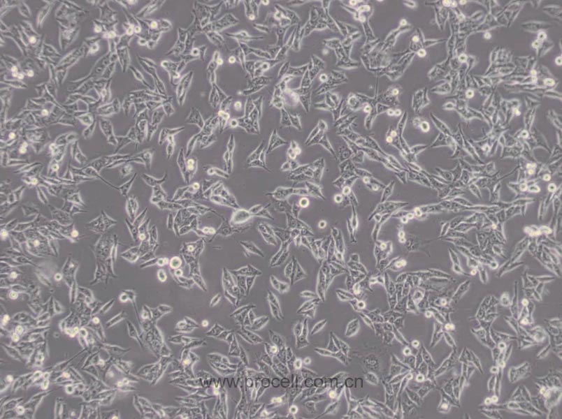 MDA-MB-435 (人乳腺癌高轉(zhuǎn)移細胞) (M14污染細胞系，暫不供應)