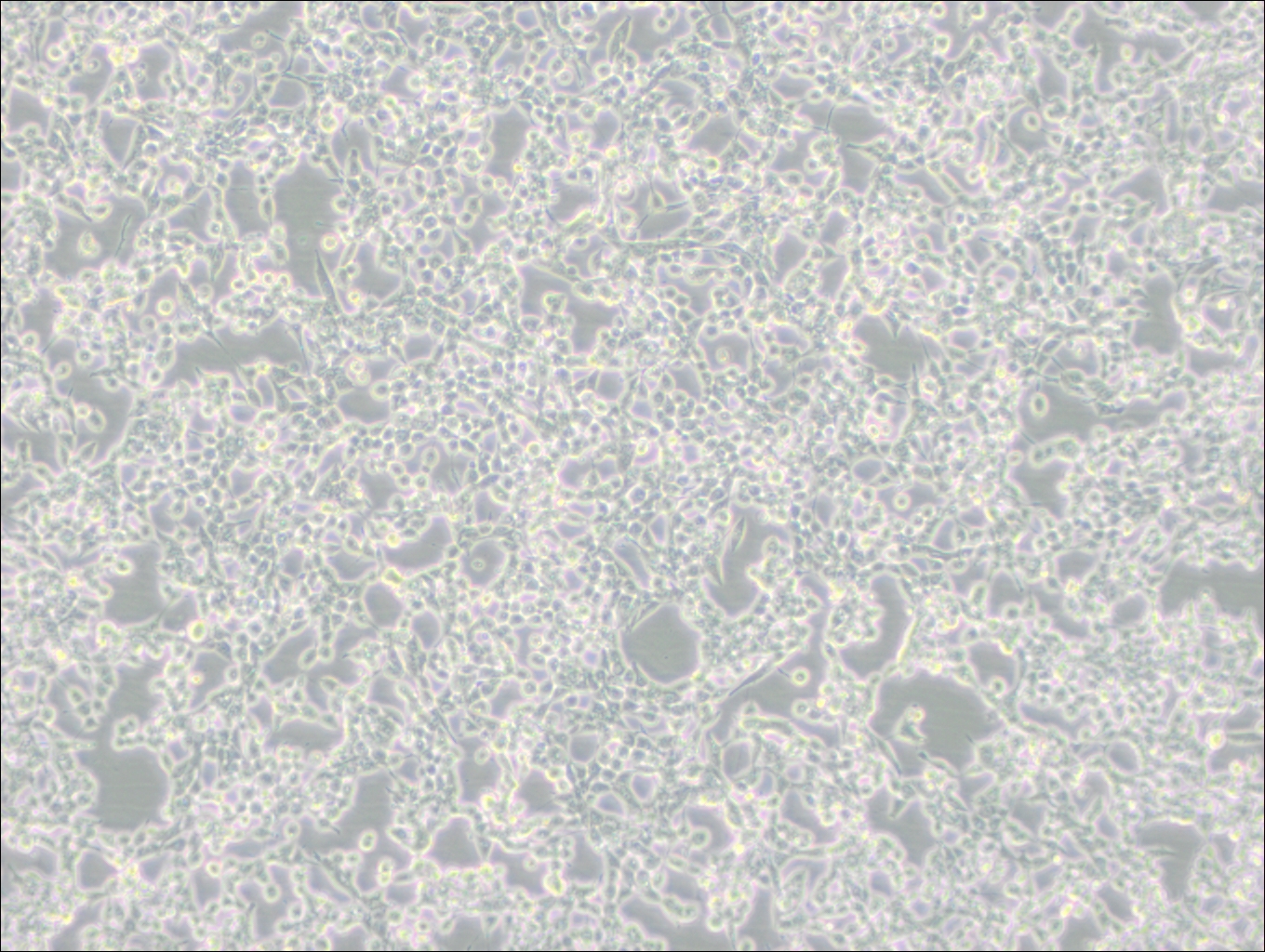 293E (人胚腎細胞(EBNA1基因修飾))(STR鑒定正確)