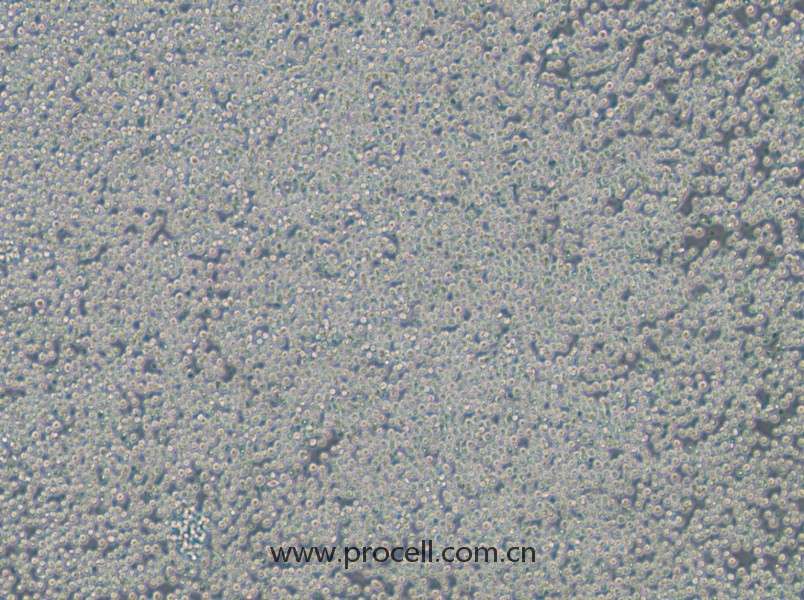 EOL-1 (人急性髓細胞白血病細胞) (STR鑒定正確)