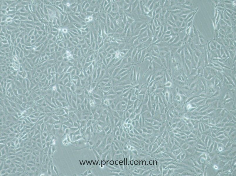 IPEC-J2(豬小腸上皮細胞)(種屬鑒定正確)