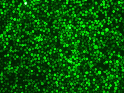 K-562-GFP（人慢性髓原白血病細(xì)胞（綠色熒光標(biāo)記））（STR鑒定正確）