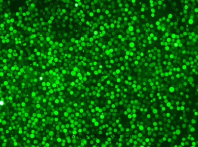 K-562-GFP（人慢性髓原白血病細(xì)胞（綠色熒光標(biāo)記））（STR鑒定正確）